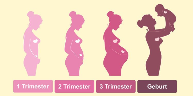 Infografik zur Entwicklung der Schwangerschaft