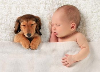 In der Schwangerschaft das Haustier auf das Baby vorbereiten