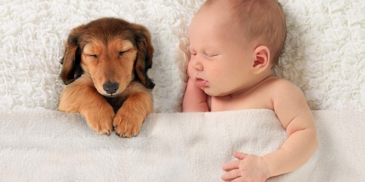 In der Schwangerschaft das Haustier auf das Baby vorbereiten