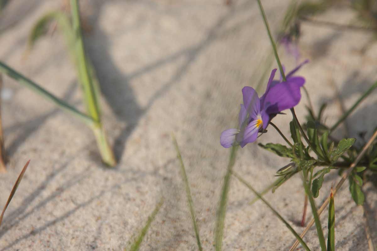 Blume in der Sanddüne