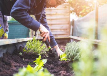 Lohnt sich ein eigener Kleingarten?